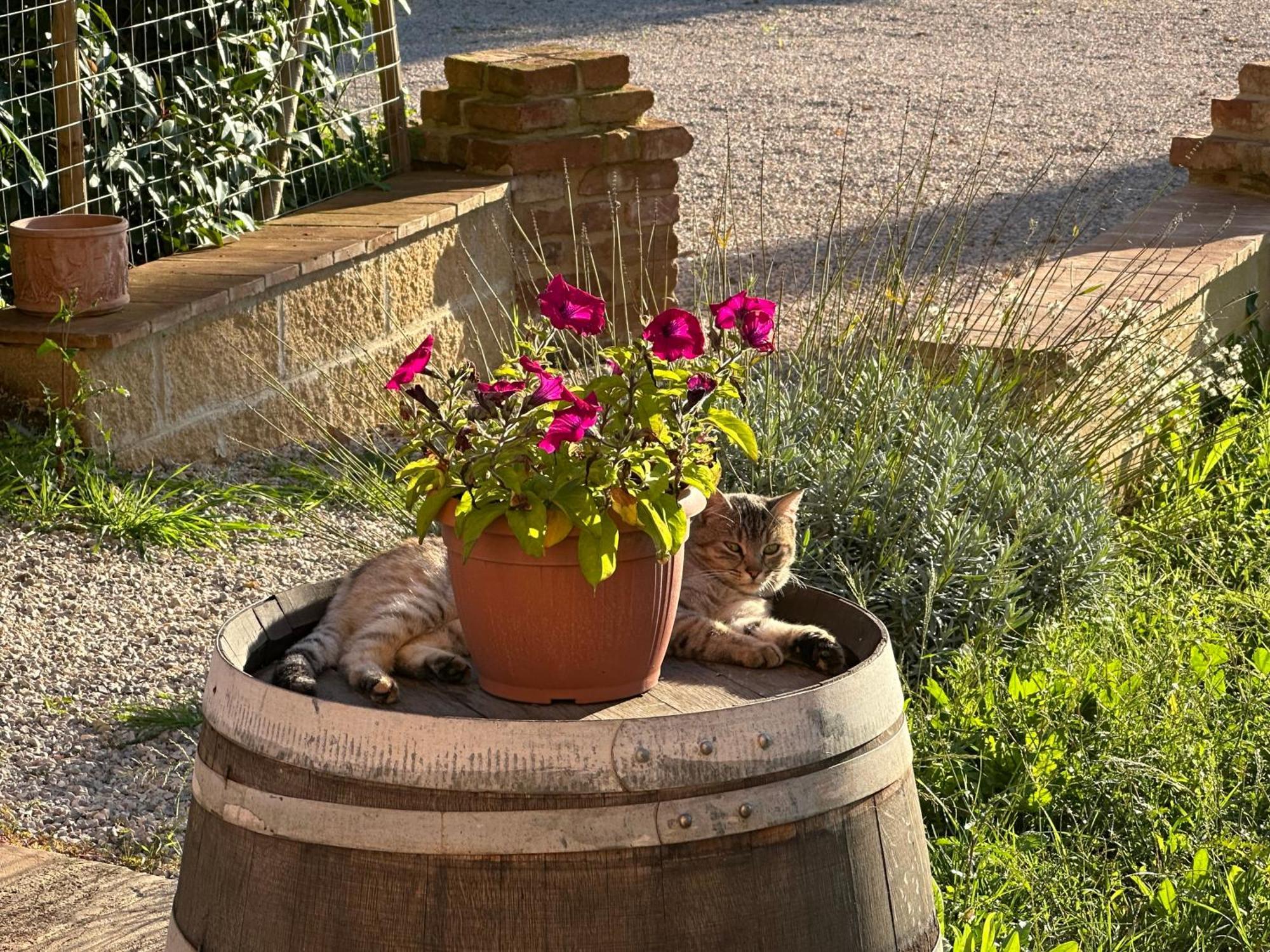 Fornace Del Conte Lägenhet Abbadia di Montepulciano Exteriör bild