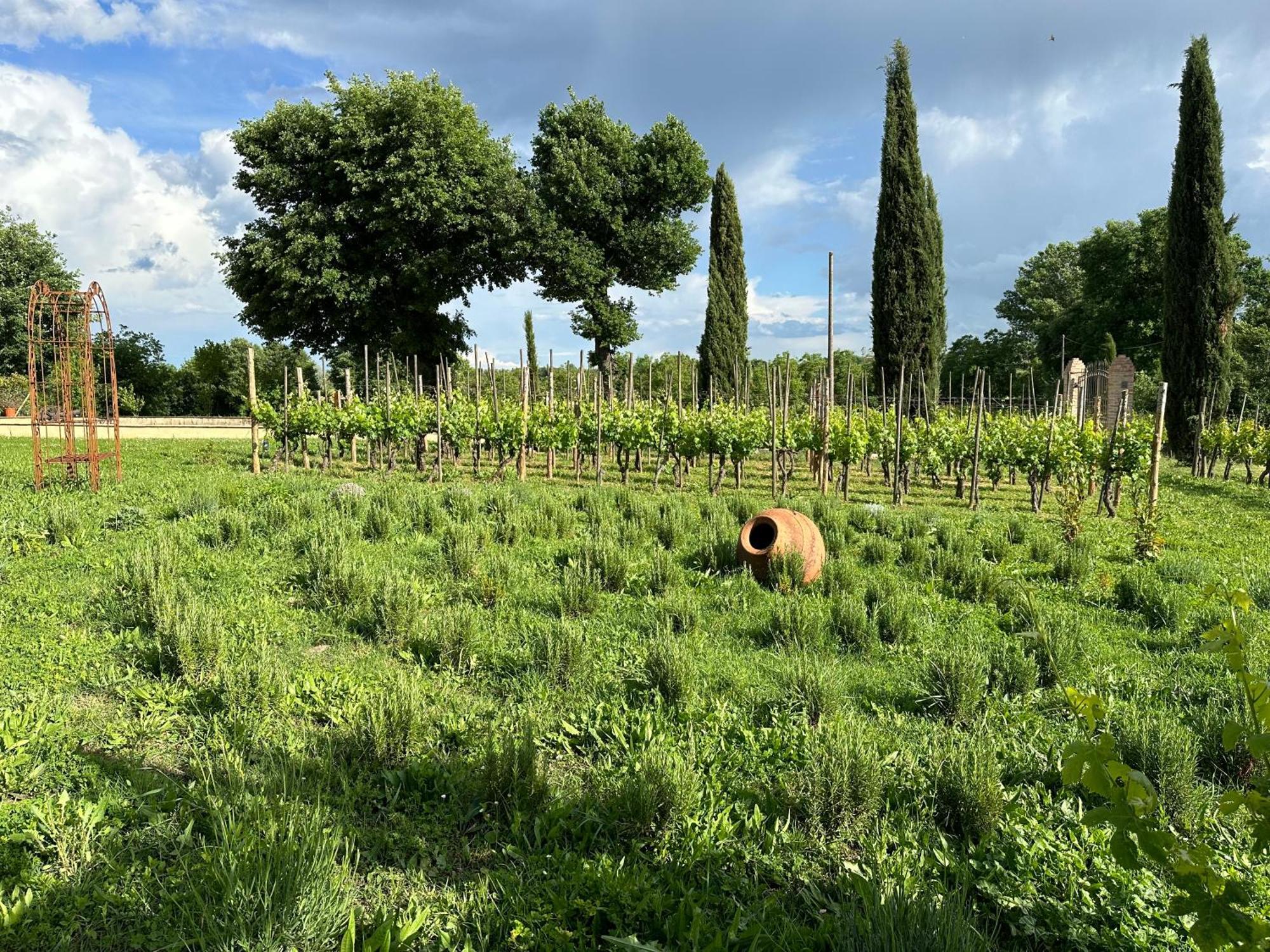 Fornace Del Conte Lägenhet Abbadia di Montepulciano Exteriör bild